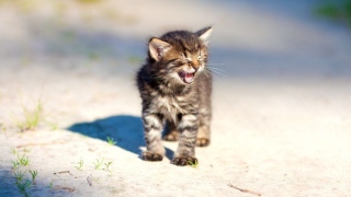 صور: في يوم القطط العالمي، تعرّف على أشهر 5 قطط في إنستغرام
