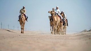 صور: إرث الماضي مستمر عبر مدرسة متخصصة لتعليم ركوب الإبل في دبي!