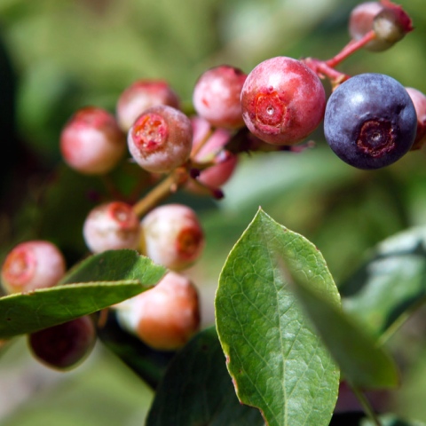 ${rs.image.photo} UAE Bites into Super-Fruits