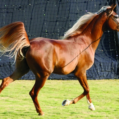 صور: جواز إلكتروني للخيول العربية في الإمارات