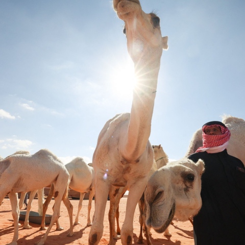 صور: الحداء".. موروث شعبي أصيل انتقل من المحلية إلى العالمية بعد إدراجه على قائمة اليونسكو!