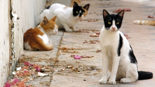 صور: راشيل كابو.. كينية تعتني بـ 500 قطة مشرّدة في منزلها!