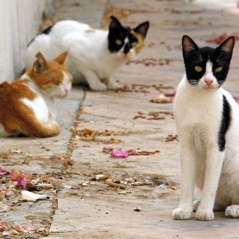 ${rs.image.photo} راشيل كابو.. كينية تعتني بـ 500 قطة مشرّدة في منزلها!