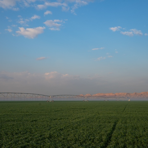 صور: تعرّف على مزرعة مليحة.. صمام للأمن الغذائي