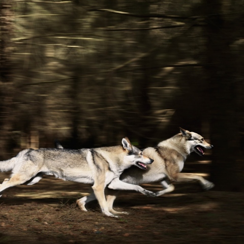  Banned Dog Breeds in the UAE