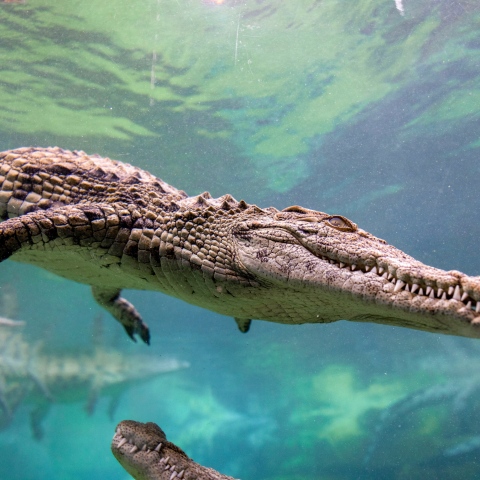 صور: تعرّف على 250 تمساحًا نيليًا في حديقة دبي للتماسيح