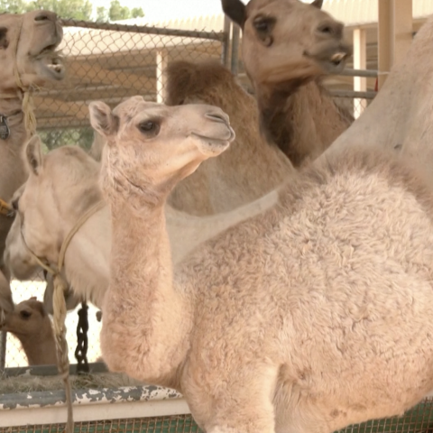 ${rs.image.photo} شاهد استنساخ الجِمال بحسب الطلب في مركز التكنولوجيا الحيوية الإنجابية بدبي