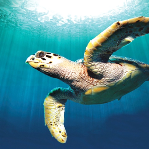 صور: 21 سلحفاة تعود إلى موطنها البحري.. في مشروع دبي لإعادة تأهيل السلاحف
