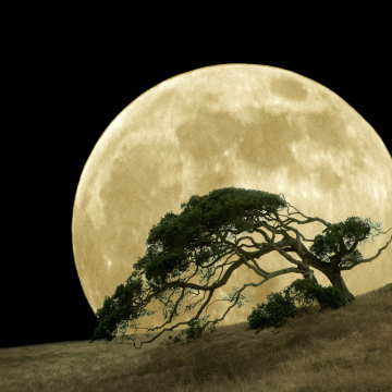 صور: مواعيد مع القمر في 3 ظواهر طبيعية بدبي