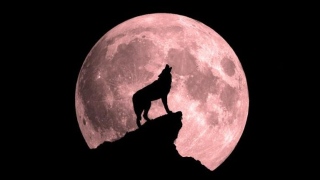 صور: تعرّف على موعد ظهور "قمر الذئب" في سماء دبي، وبقية أسماء القمر المكتمل!