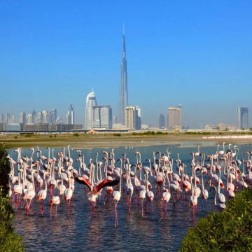 صور: تعرّف على هيئة البيئة والتغير المناخي في دبي