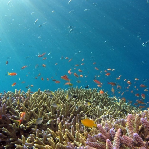 ${rs.image.photo} تعرّف على مزرعة الشعاب المرجانية في دبي