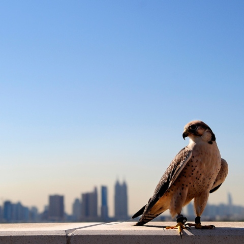  Falcons Soar High in Emirati Skies