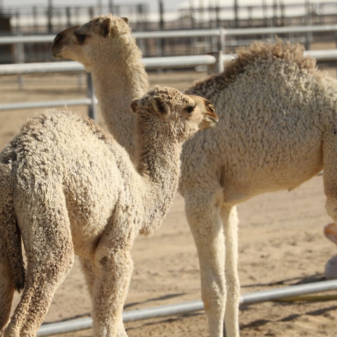  Camel Milk in London and Paris