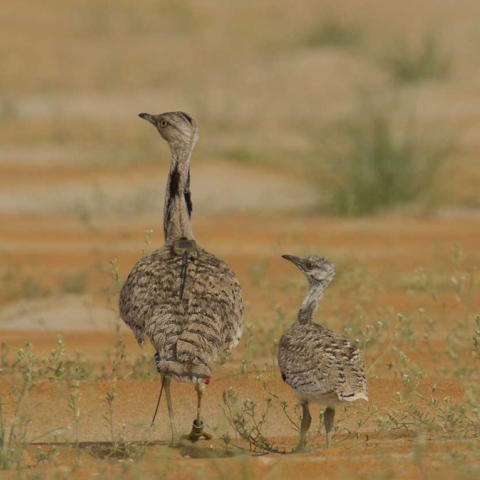 ${rs.image.photo} Sustainable Future for the Houbara