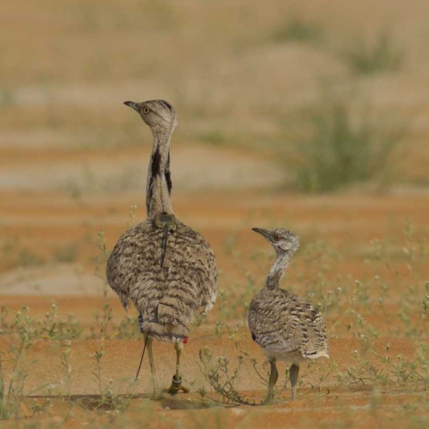  Sustainable Future for the Houbara