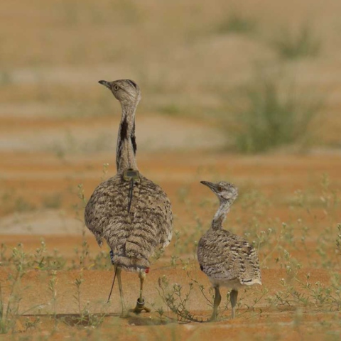 Photo: Sustainable Future for the Houbara