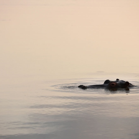 Photo: Hippopotamus in Al Dhafra