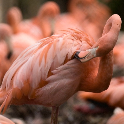 Photo: Newly Hatched Flamingos