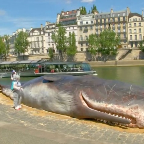 ${rs.image.photo} Truth About Parisian Whale