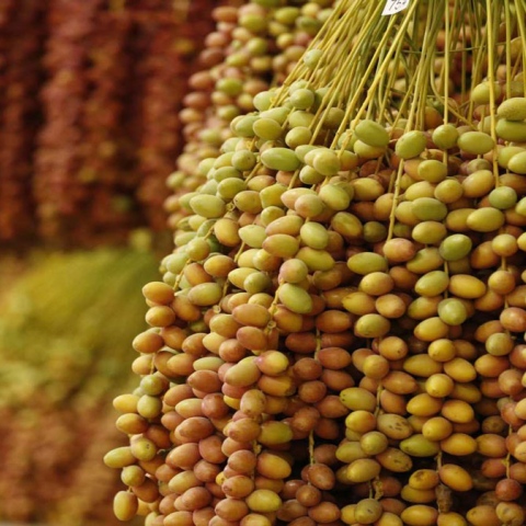 Photo: Liwa Date Festival: Celebrating Heritage