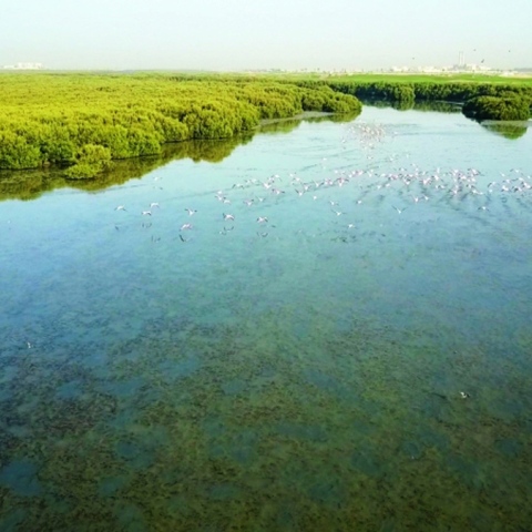 ${rs.image.photo} Ramsar List: 7 UAE Sites