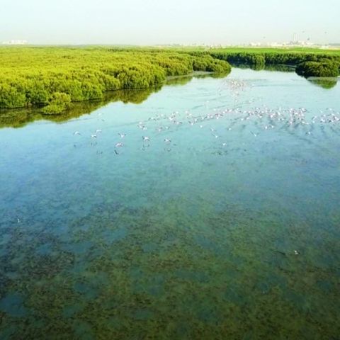  Ramsar List: 7 UAE Sites