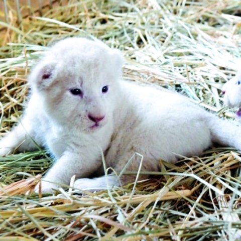 Photo: Suggest Names for Dubaian Lions