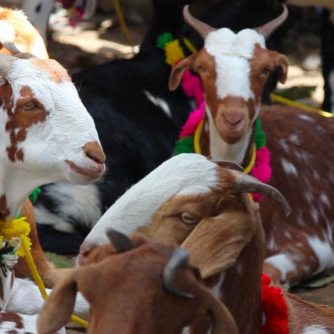 Photo: Sacrifice for Eid