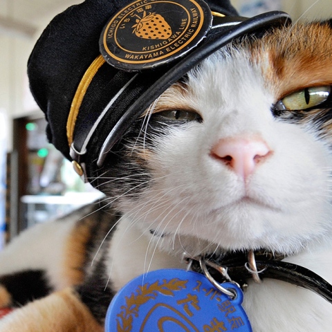 Photo: Train-Travelling Cats