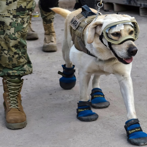 Photo: Frida The Superdog