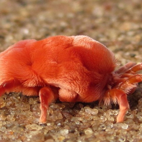 Photo: Ever Seen Rain Bugs?