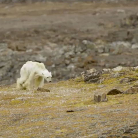 Photo: We are Living in a Polar Bear Era!