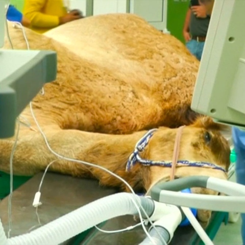 صور: مستشفى للجِمال في دبي