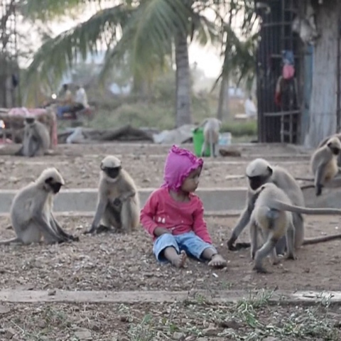 Photo: A Special Bond Between A Child & 20 Monkeys