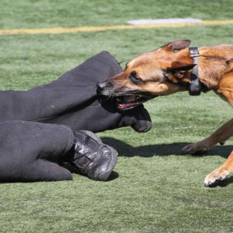 Photo: If a dog bites you… Don’t panic!