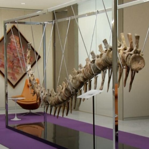 Photo: Buy A Dinosaur Tail To Help Renovate Schools