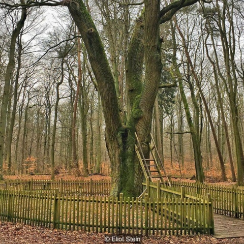 Photo: A tree gives lovers hope for marriage