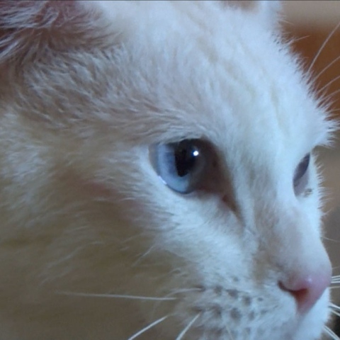 Photo: Russian cat named as 2018 World Cup Official Oracle