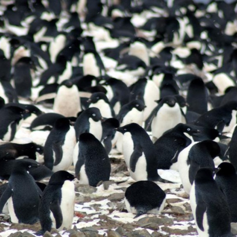 Photo: A colony of 1.5 million penguins