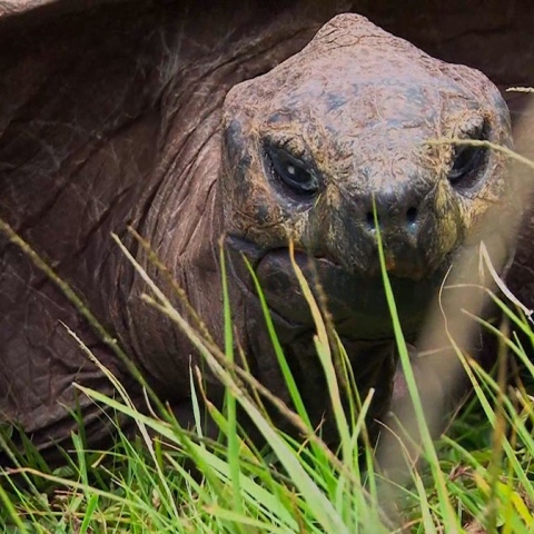 Photo: Jonathan.. the oldest land living creature on Earth