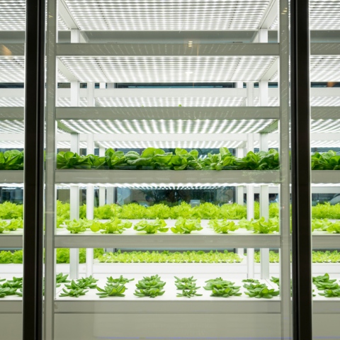  The UAE is the first Arab country to adopt vertical farms