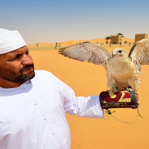 Photo: Why Emiratis love falcons?