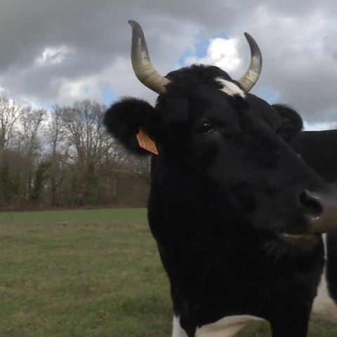 Photo: Most Famous Cow in Paris