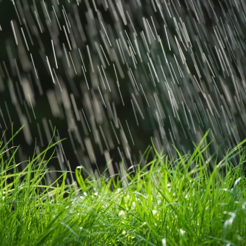 Photo: Why does rain smell so good?