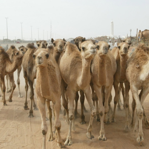 صور: طاقة نظيفة من روث الإبل في رأس الخيمة بالإمارات