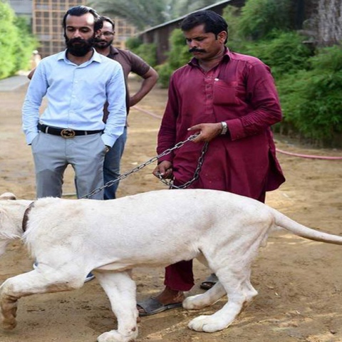 Photo: Big cats of Instagram: Pakistani elite's love of exotic wildlife