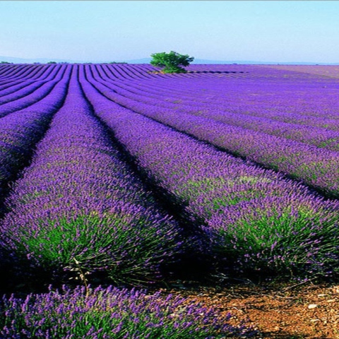 صور: حقول اللافندر.. وجهة سياحية في إسبانيا