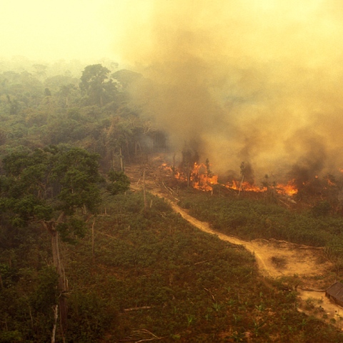 صور: "رئة الأرض" تحترق