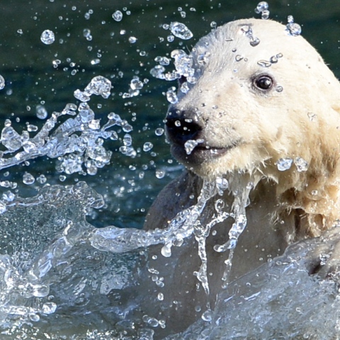 Photo: Polar Bear Cub's Day Out